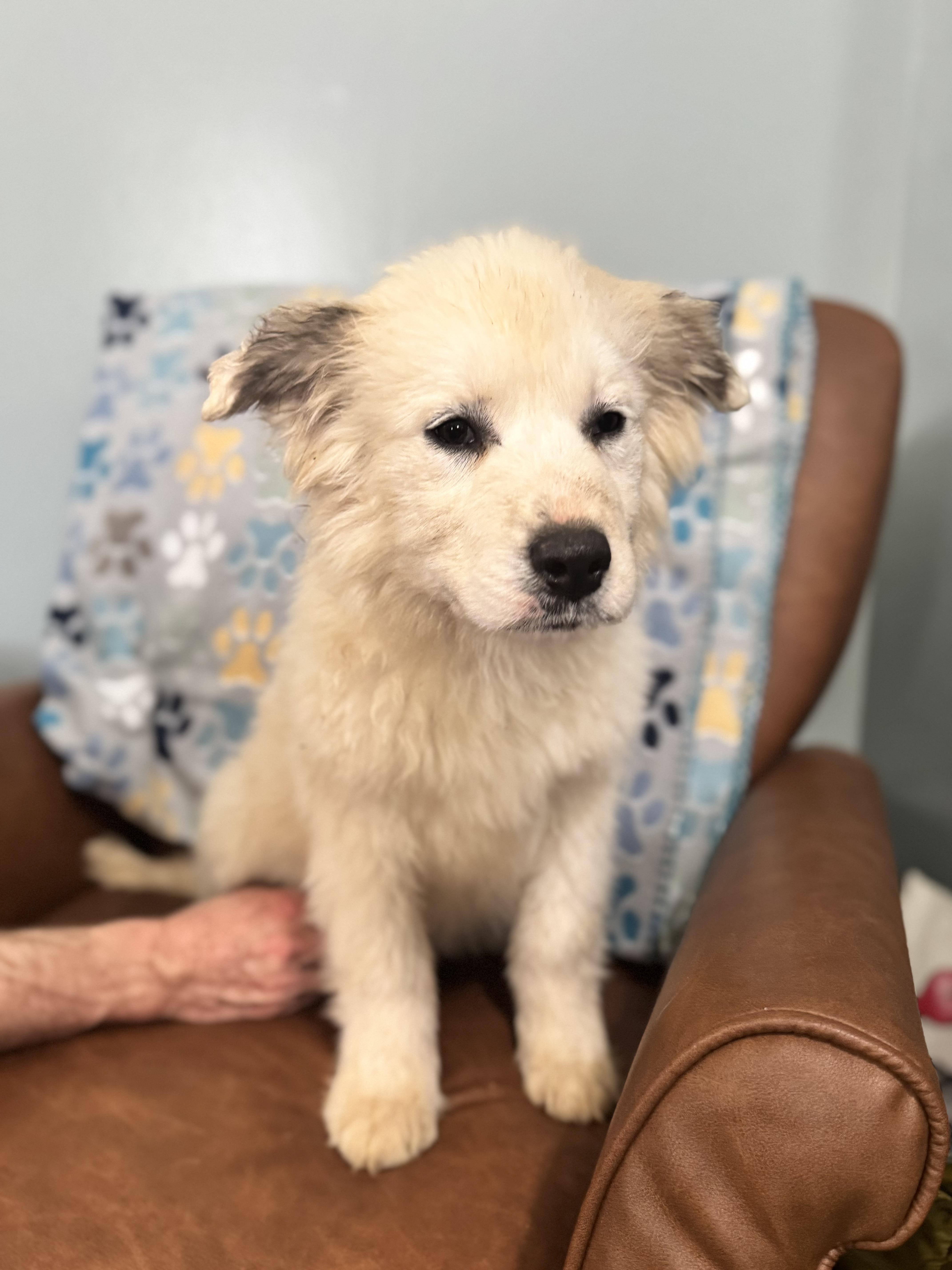 Enlarge Neptune, a ADOPTABLE mixed breed in Sequatchie, TN image 2/5