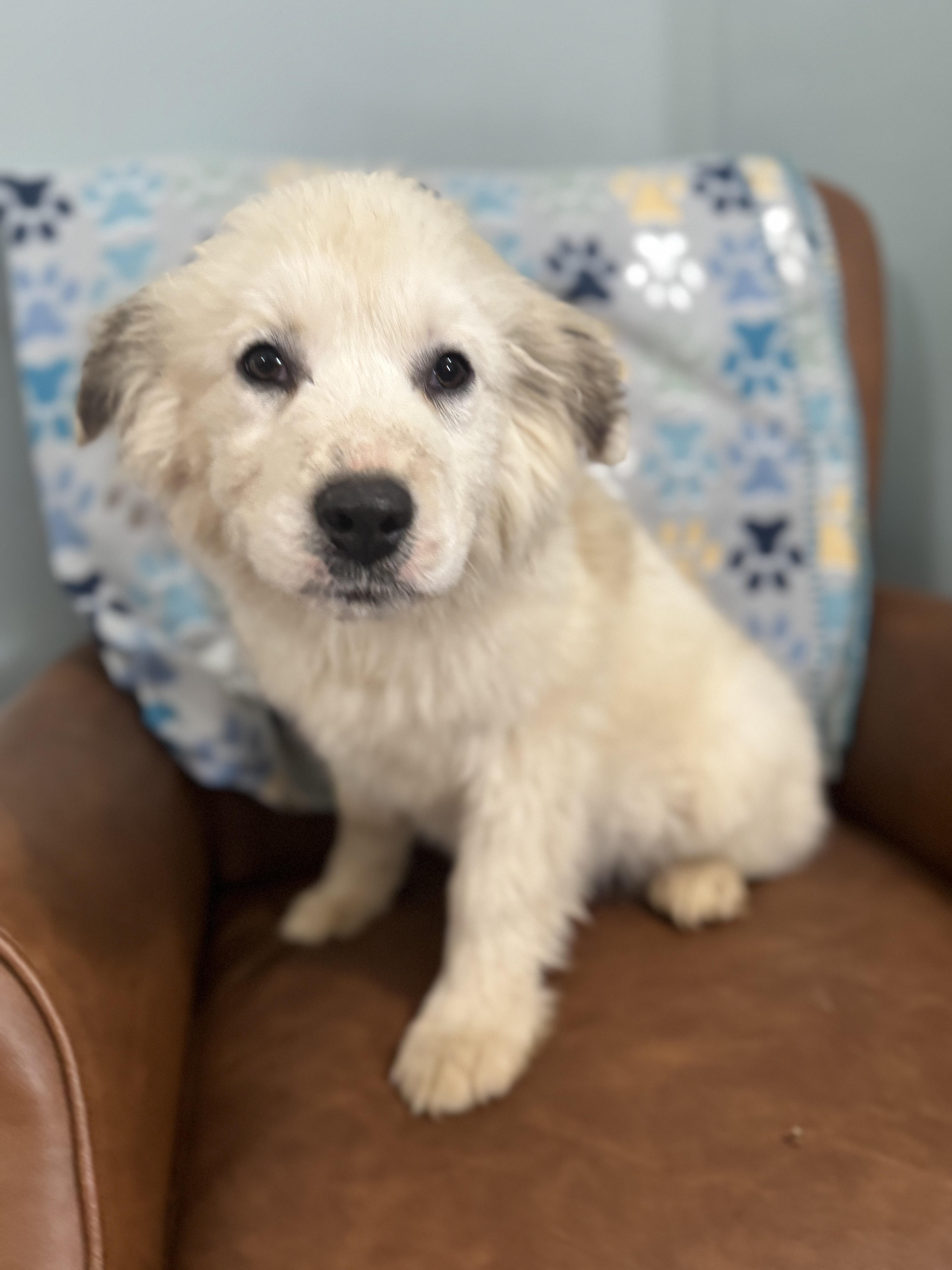 Enlarge Neptune, a ADOPTABLE mixed breed in Sequatchie, TN image 5/5