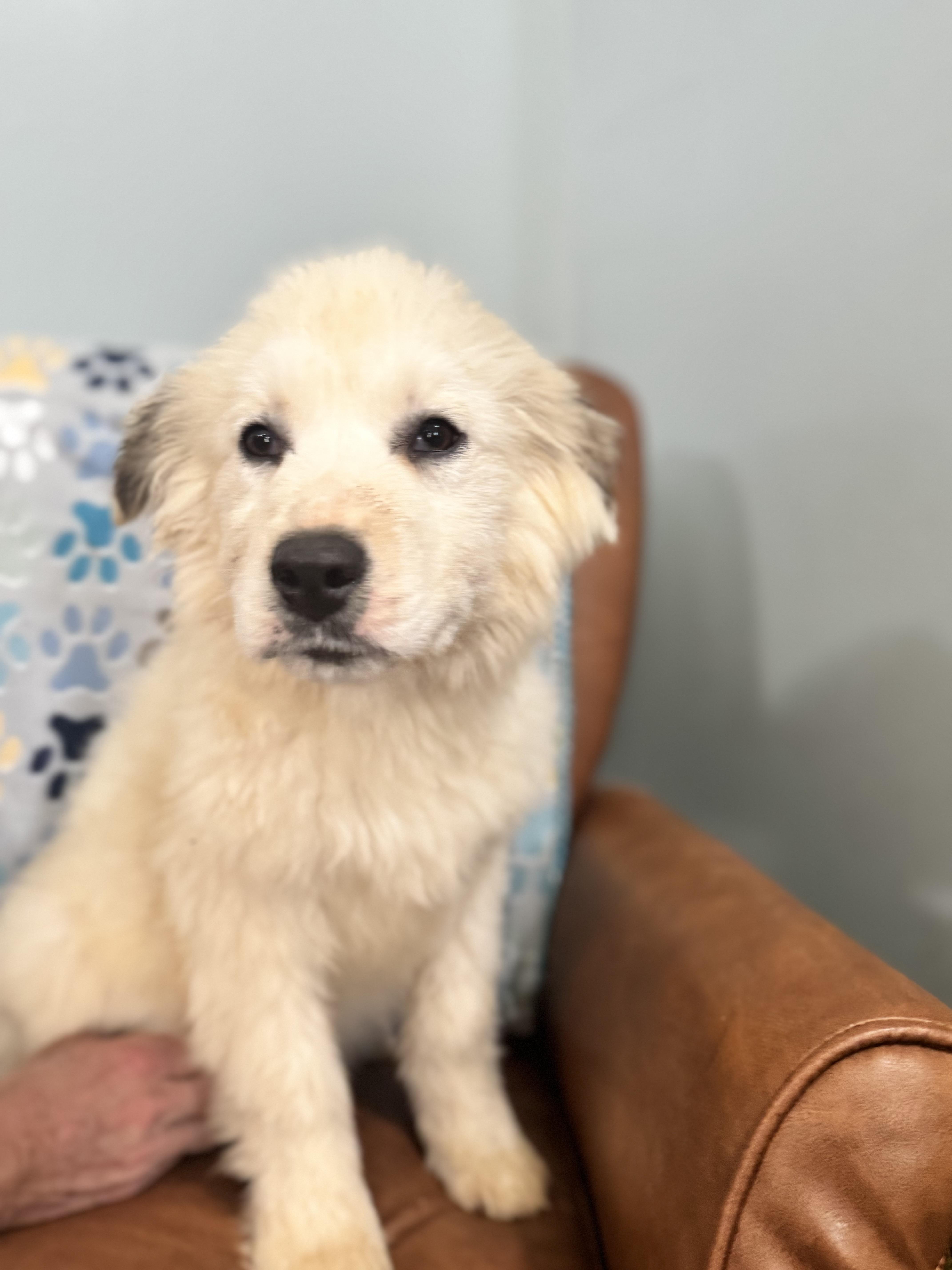 Enlarge Neptune, a ADOPTABLE mixed breed in Sequatchie, TN image 3/5