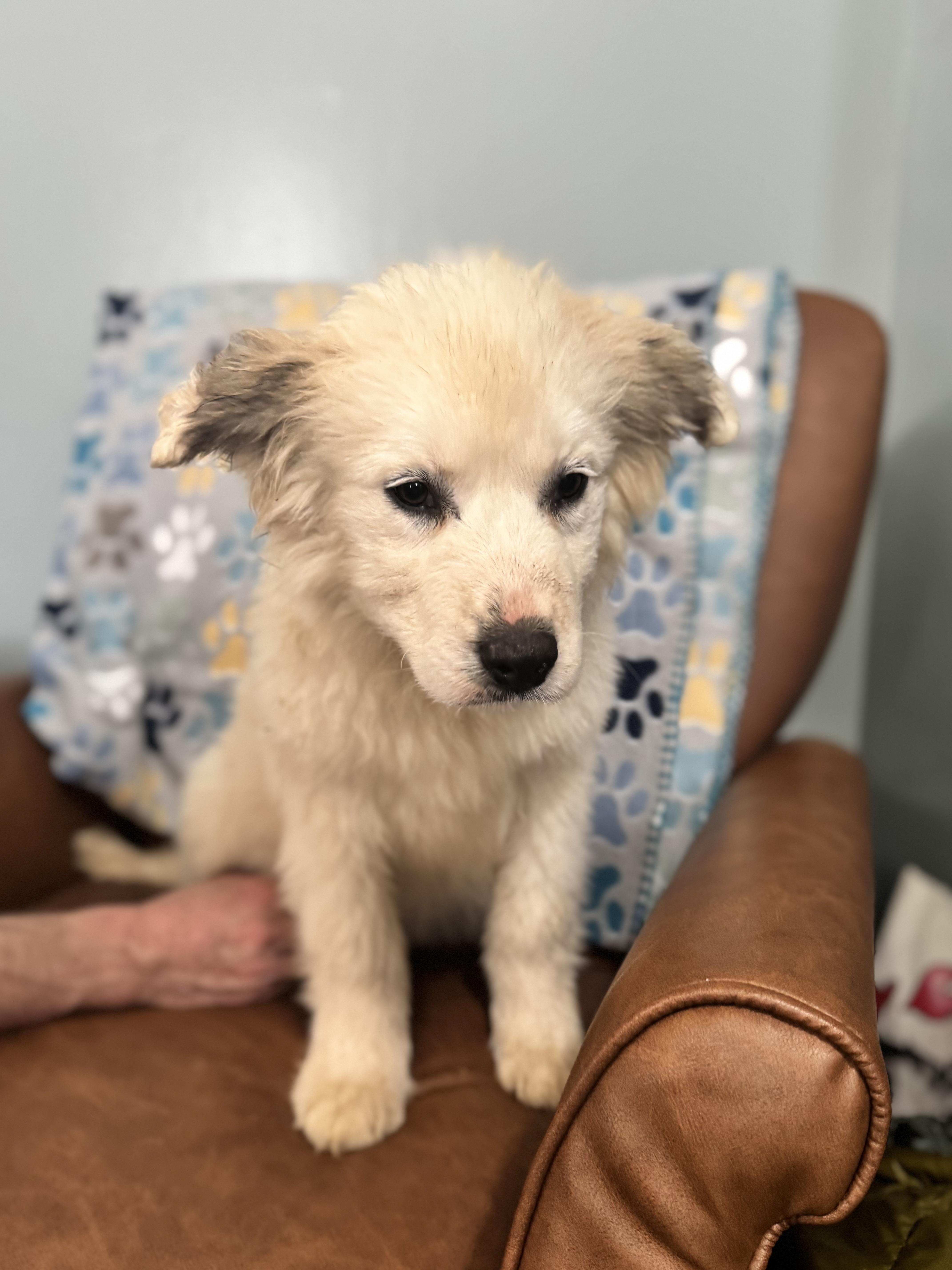 Enlarge Neptune, a ADOPTABLE mixed breed in Sequatchie, TN image 4/5