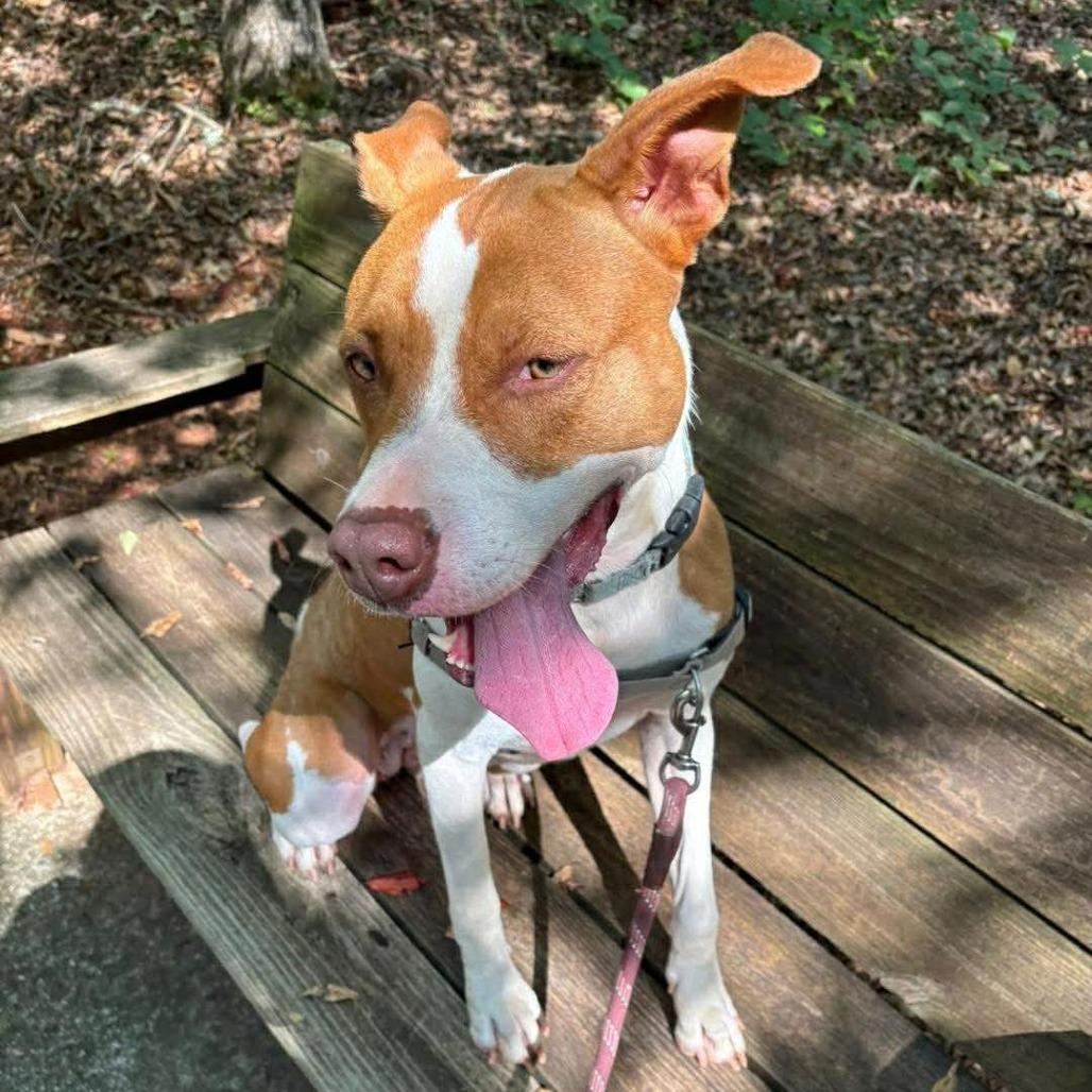 Enlarge Gracie, a Adoptable mixed breed in Hamilton, GA image 1/6