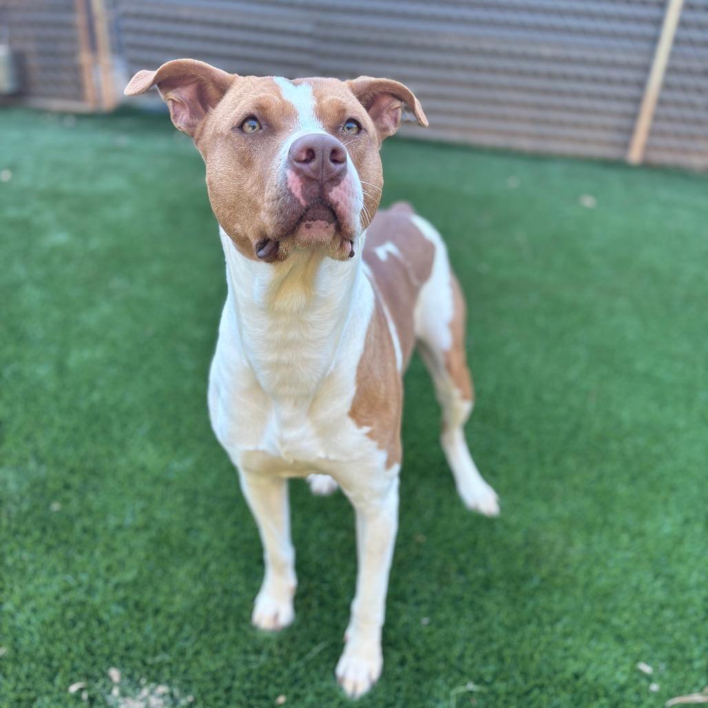 Enlarge Gracie, a Adoptable mixed breed in Hamilton, GA image 2/6