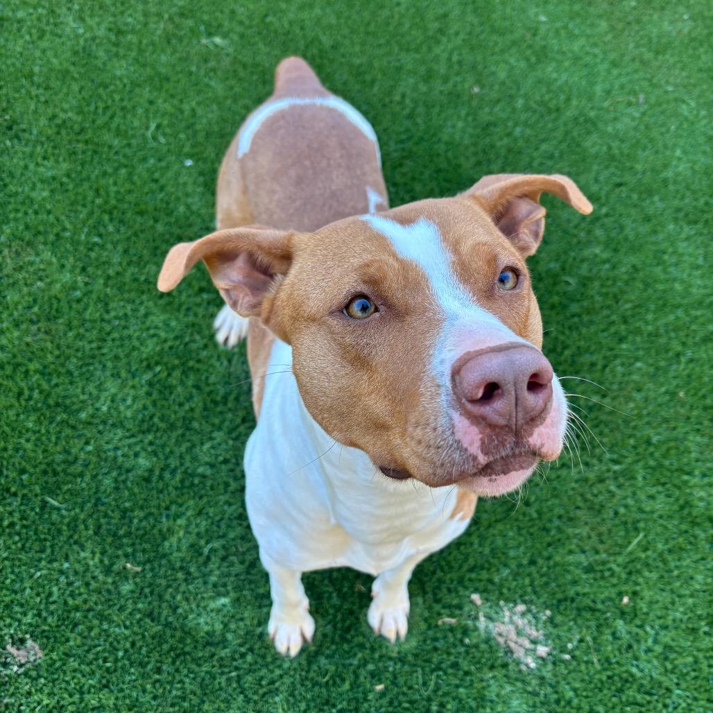 Enlarge Gracie, a Adoptable mixed breed in Hamilton, GA image 3/6