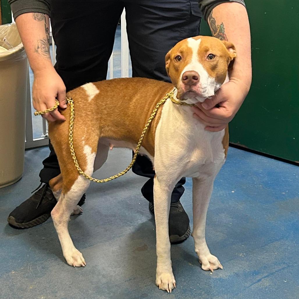 Enlarge Gracie, a Adoptable mixed breed in Hamilton, GA image 4/6