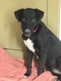 Sprout, Adoptable, Young Male Labrador Retriever & Pointer.