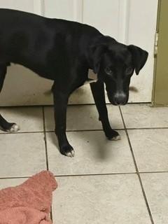 Enlarge Sprout, a Adoptable mixed breed in Paterson, NJ image 2/2