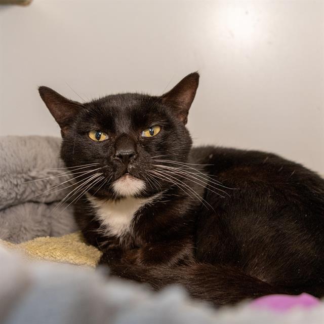 SLINKY, Adoptable, Adult Male Domestic Short Hair.