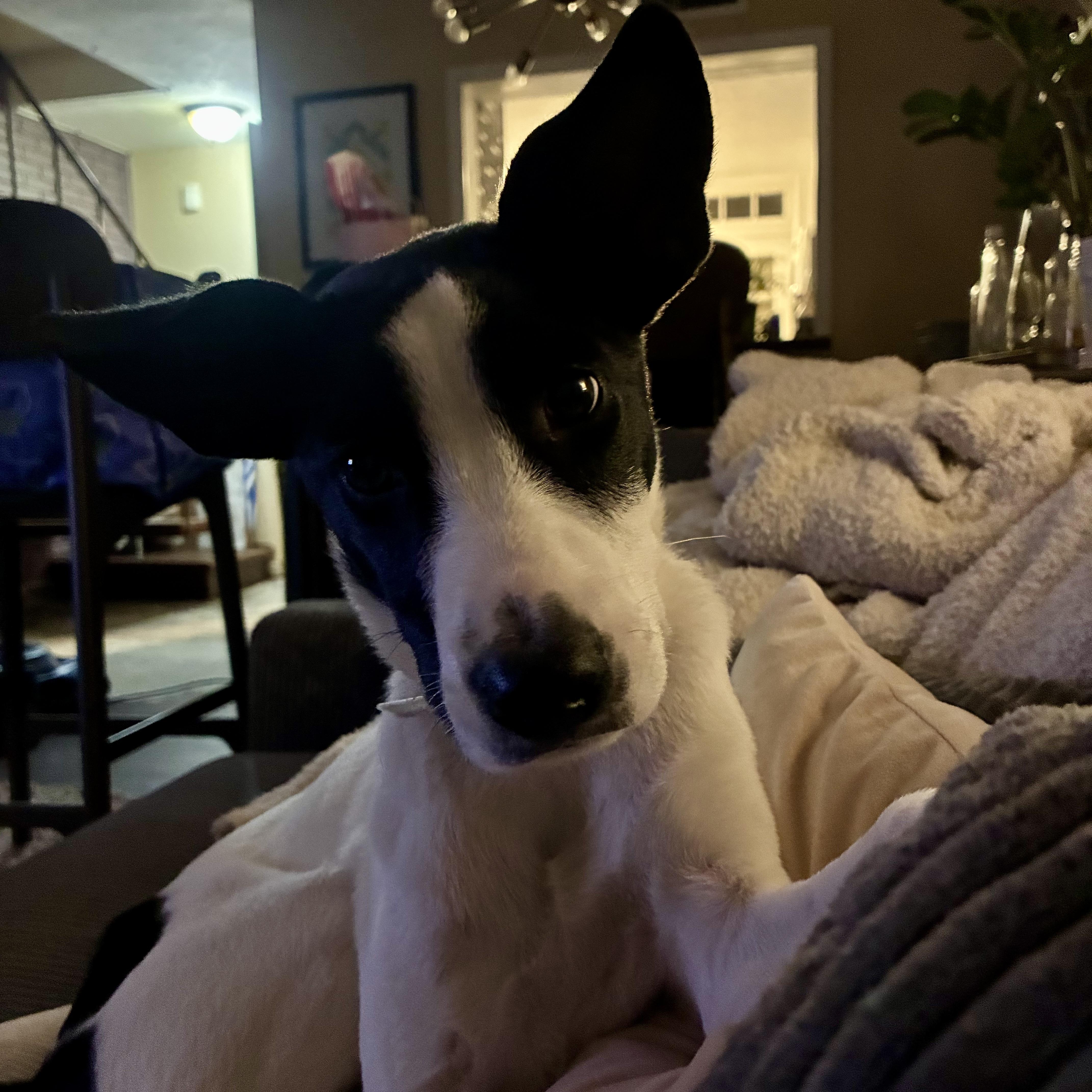 Charlie, an adopted mixed breed in Fort Worth, TX image 2/6