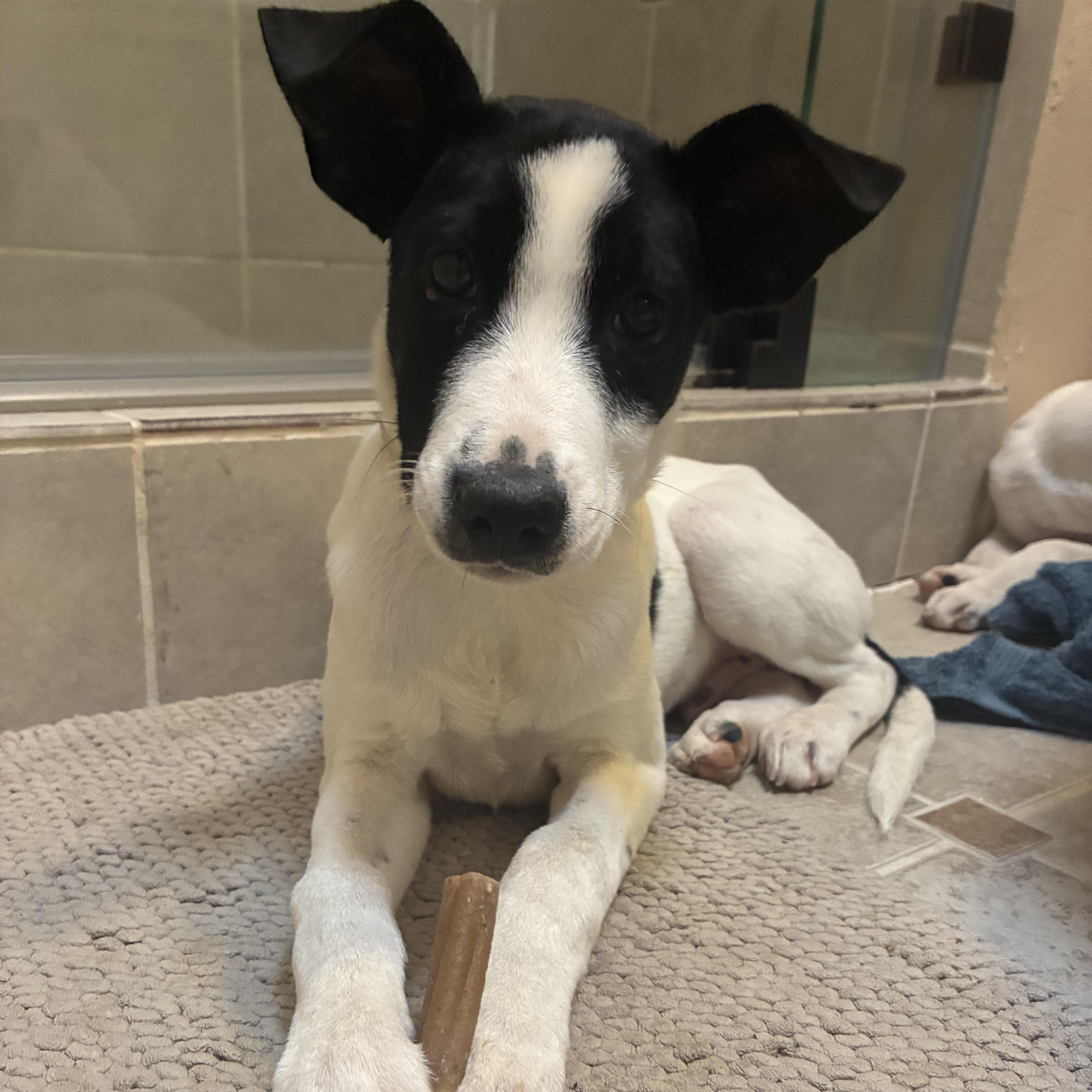 Charlie, an adopted mixed breed in Fort Worth, TX image 3/6