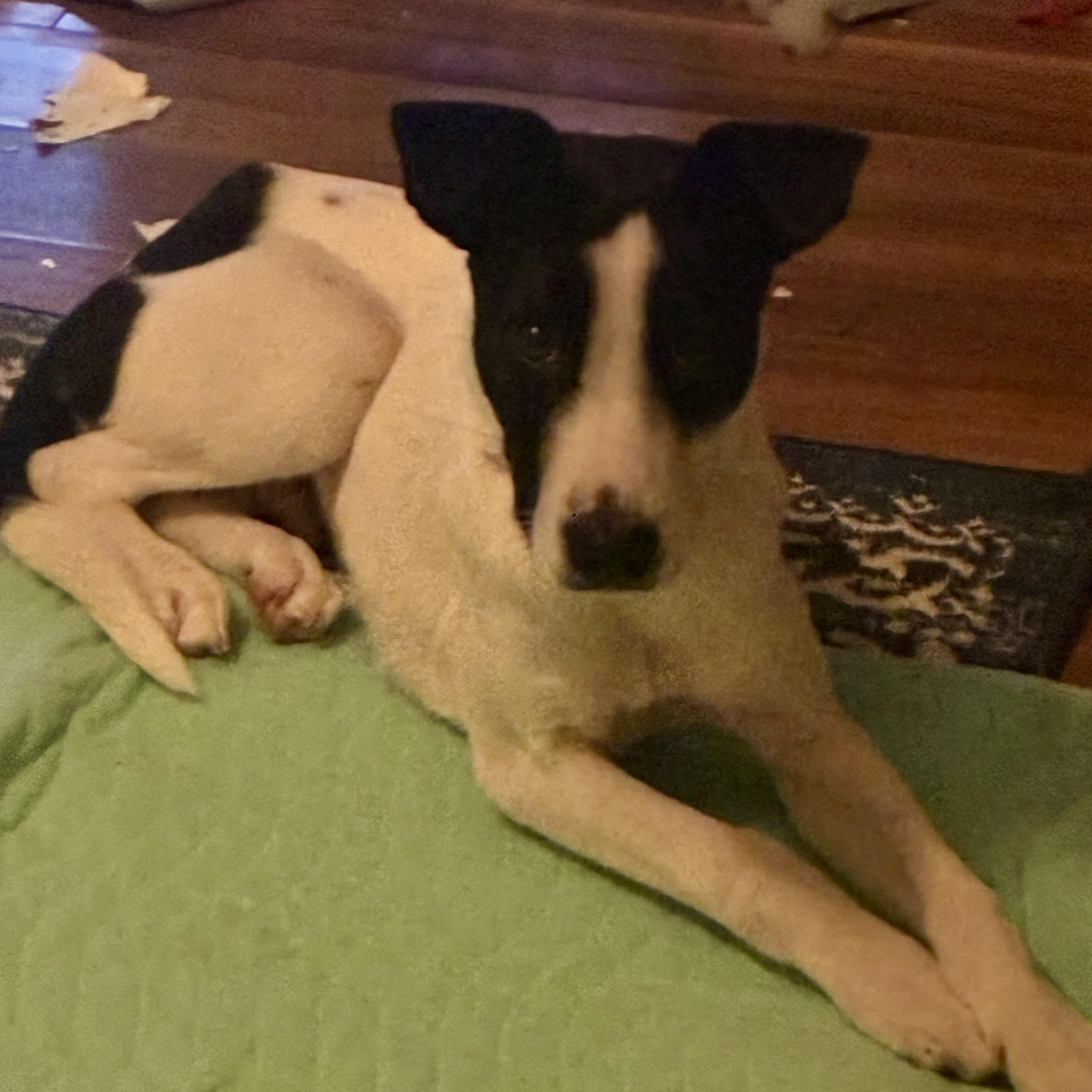 Charlie, adopted, Puppy Male Border Collie & Labrador Retriever.