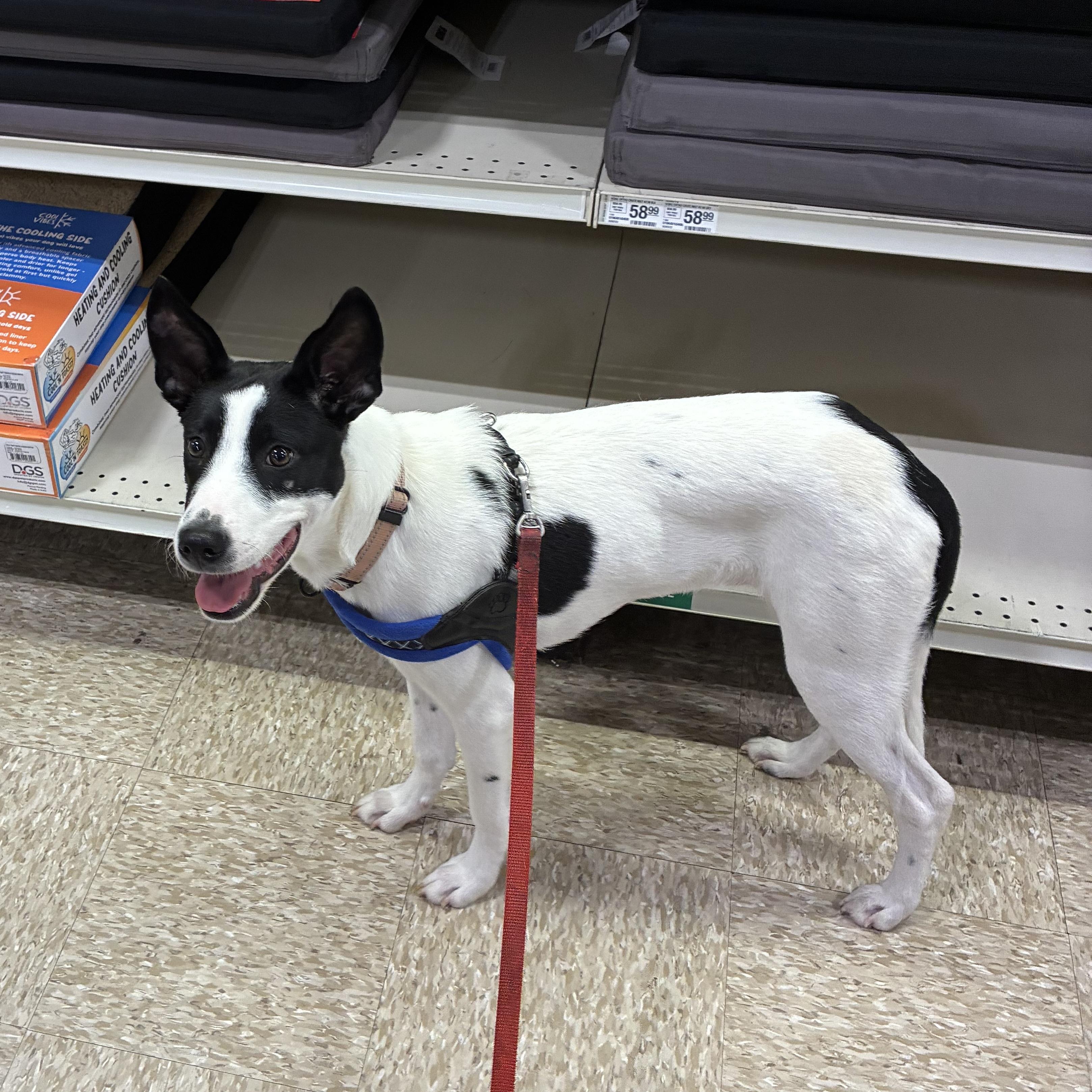 Charlie, an adopted mixed breed in Fort Worth, TX image 5/6