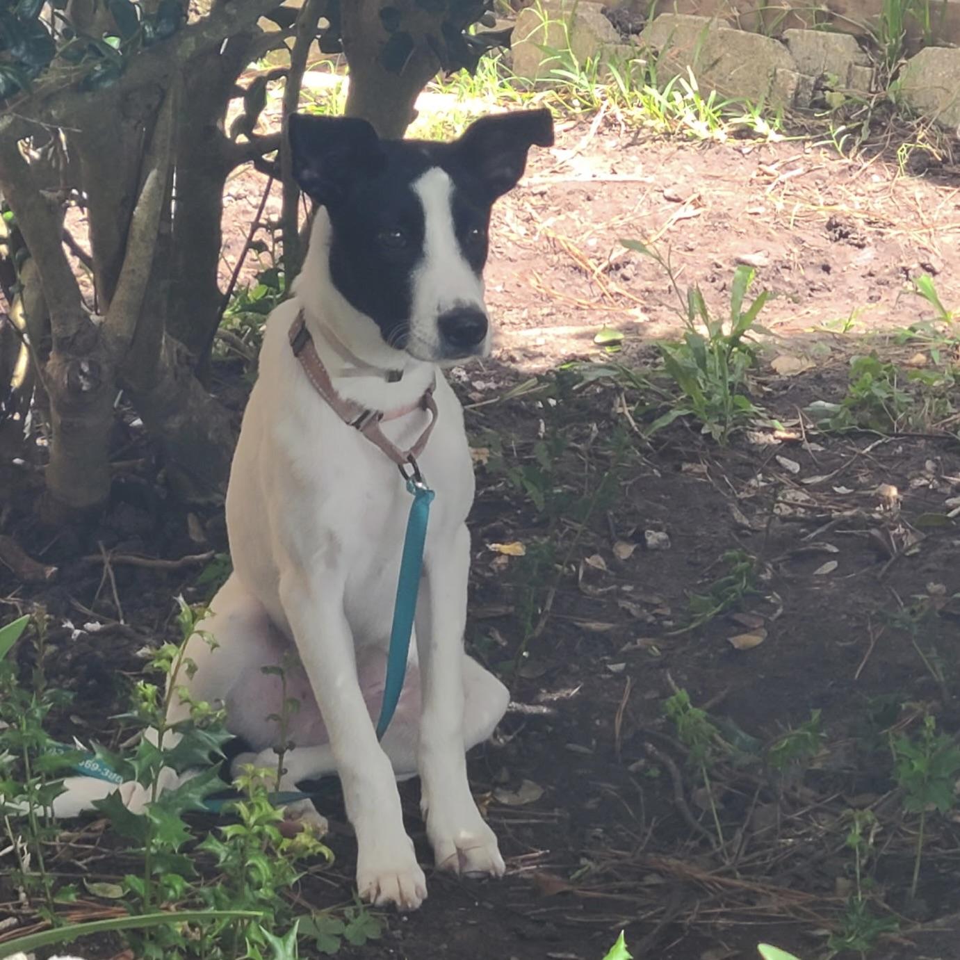Charlie, an adopted mixed breed in Fort Worth, TX image 4/6