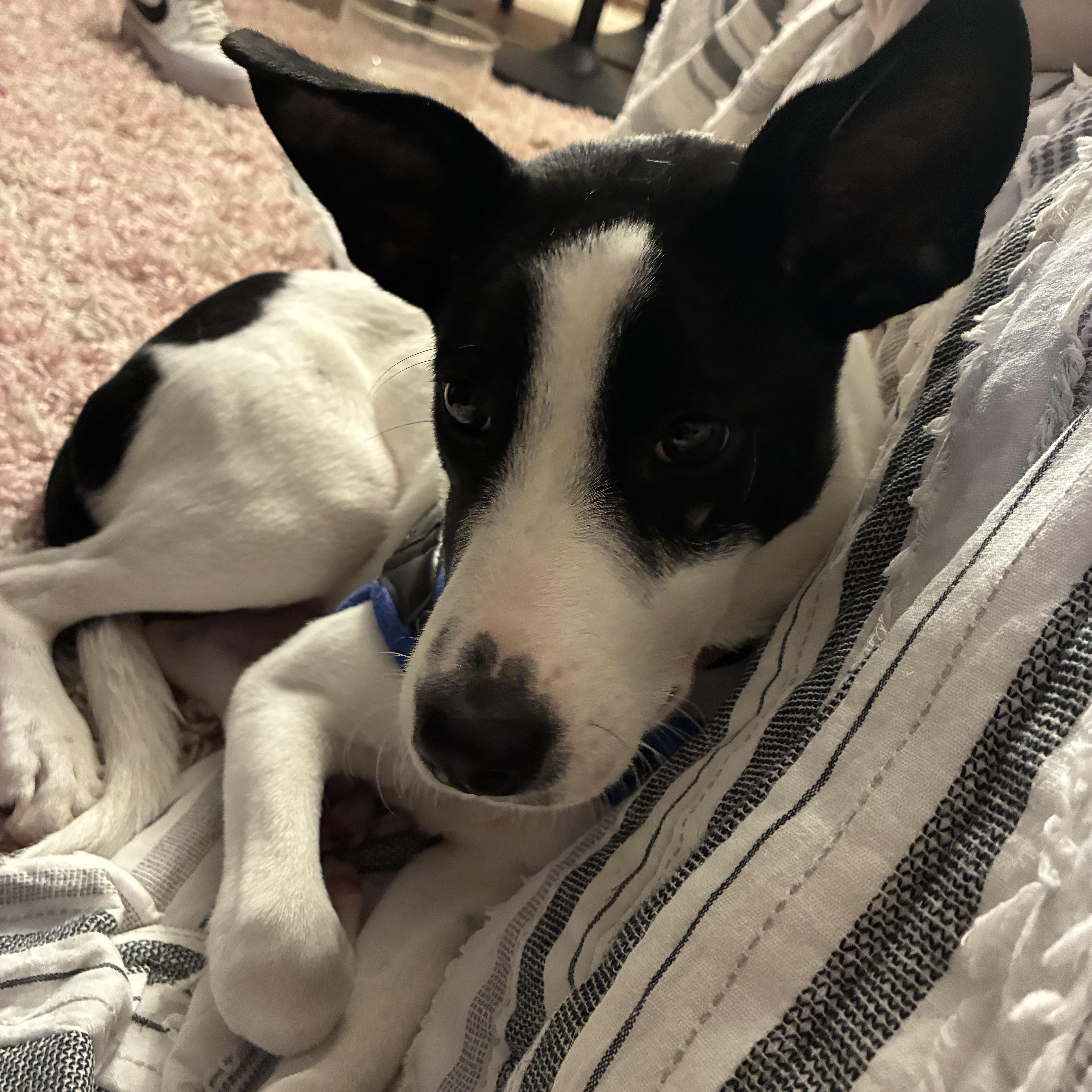 Charlie, an adopted mixed breed in Fort Worth, TX image 6/6