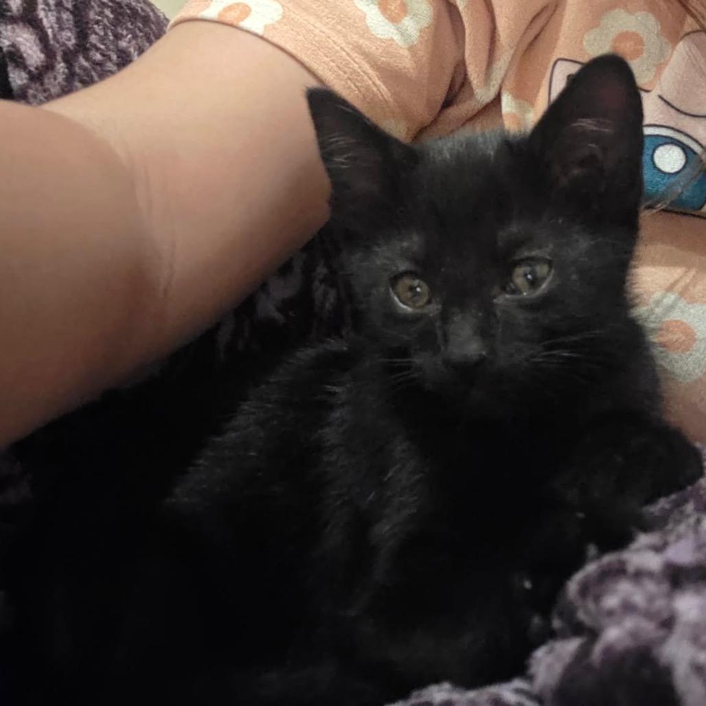 Enlarge Aurora, a Adoptable Domestic Short Hair in Simi Valley, CA image 1/2