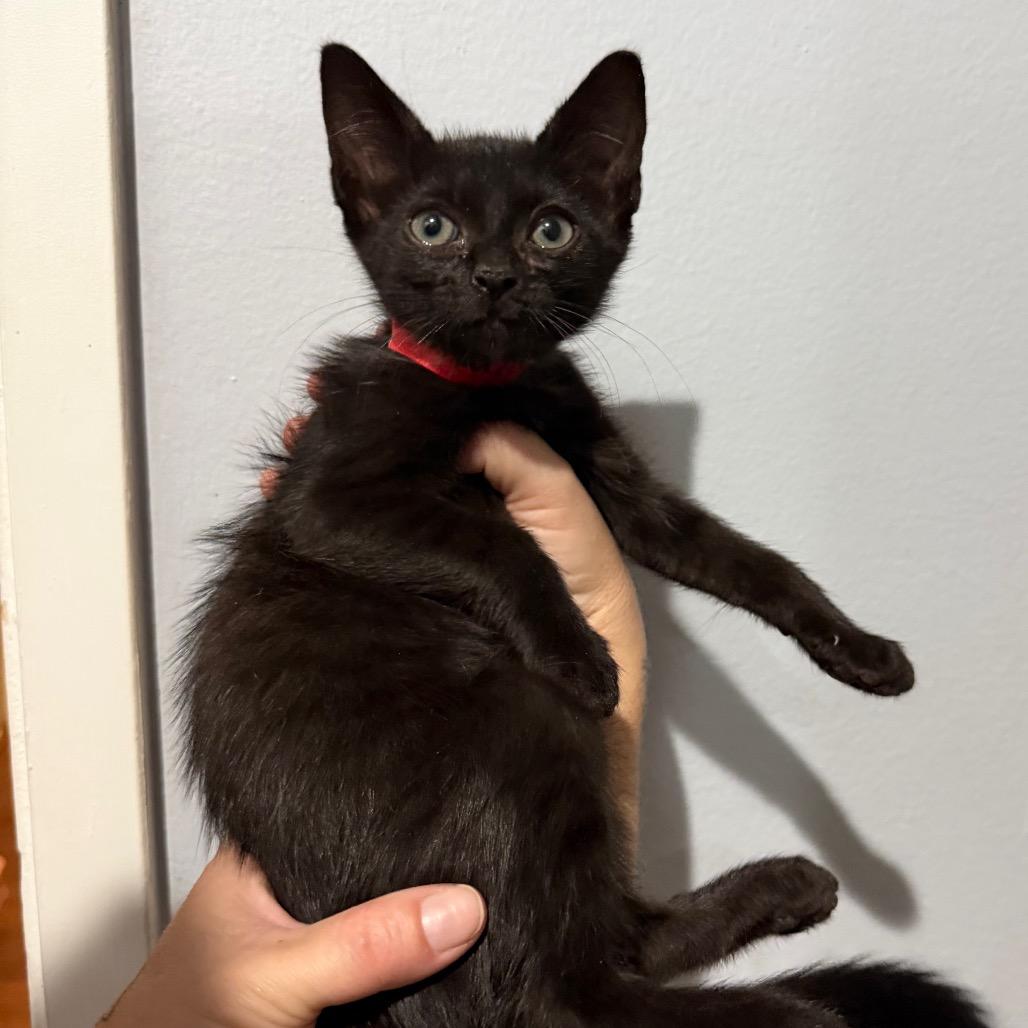 Enlarge Aurora, a Adoptable Domestic Short Hair in Simi Valley, CA image 2/2