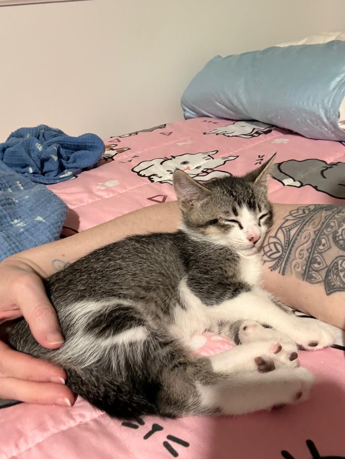 Enlarge Chaos, a Adoptable Domestic Short Hair in Sandy Springs, GA image 3/6