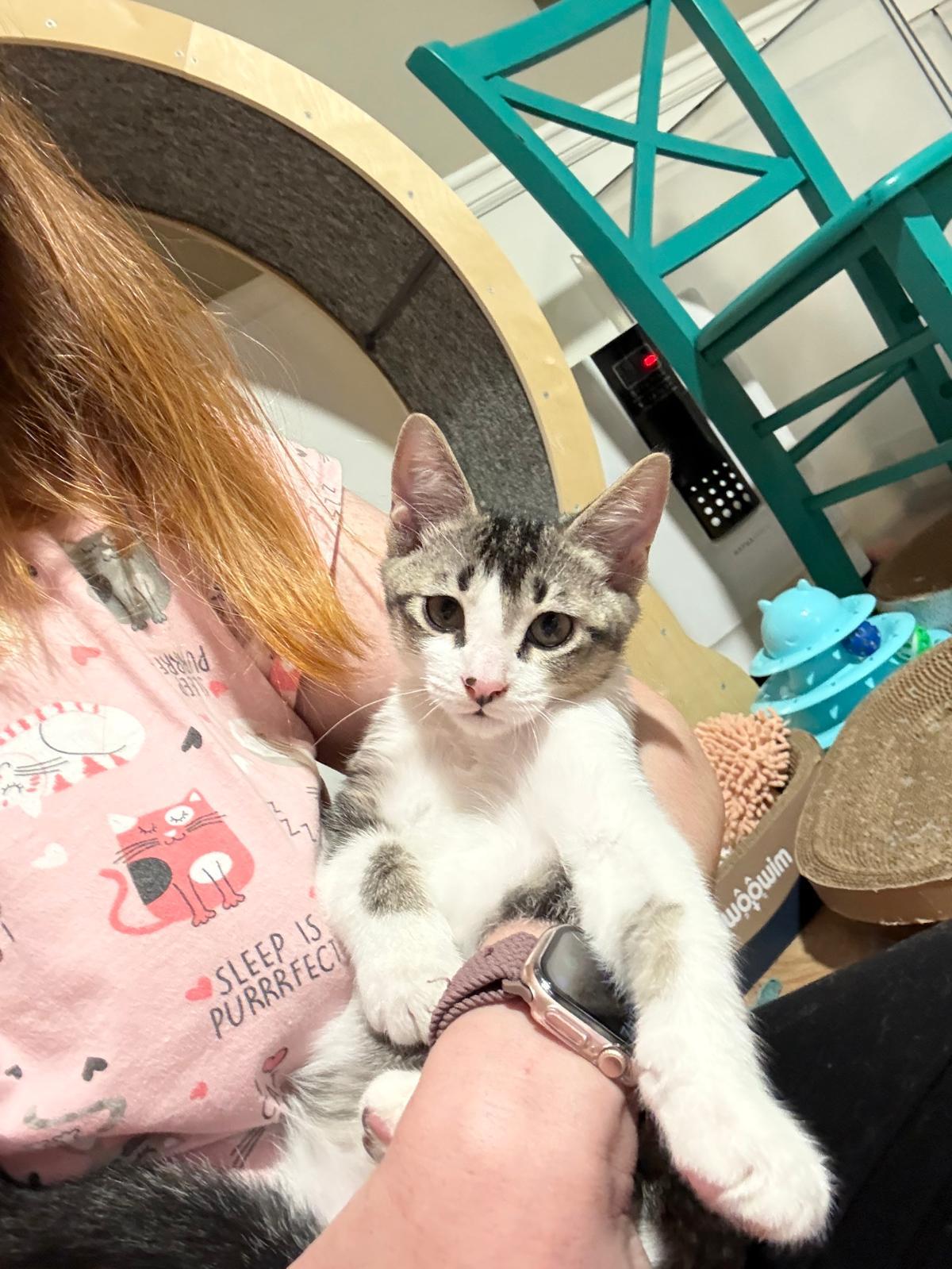 Enlarge Chaos, a Adoptable Domestic Short Hair in Sandy Springs, GA image 5/6