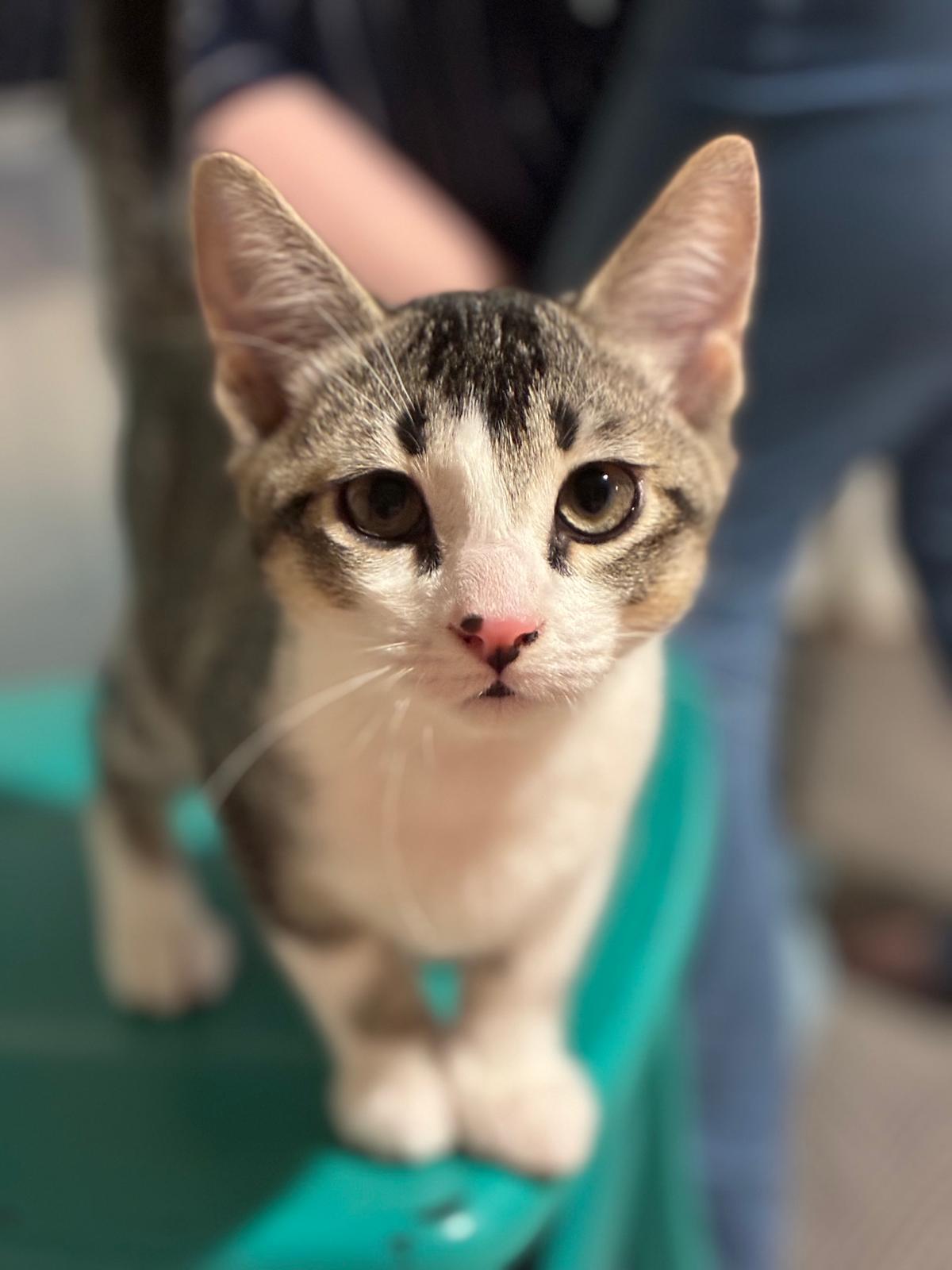 Chaos, Adoptable, Kitten Male Domestic Short Hair.