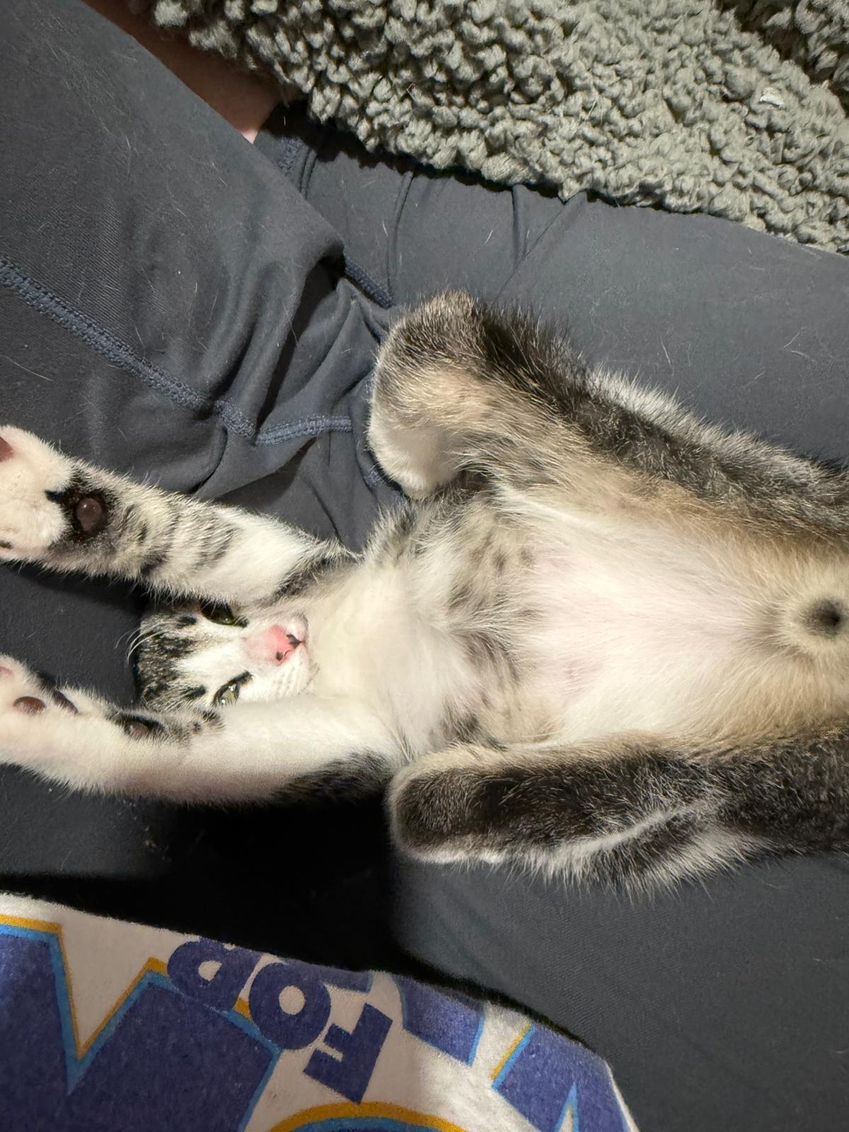 Enlarge Chaos, a Adoptable Domestic Short Hair in Sandy Springs, GA image 4/6