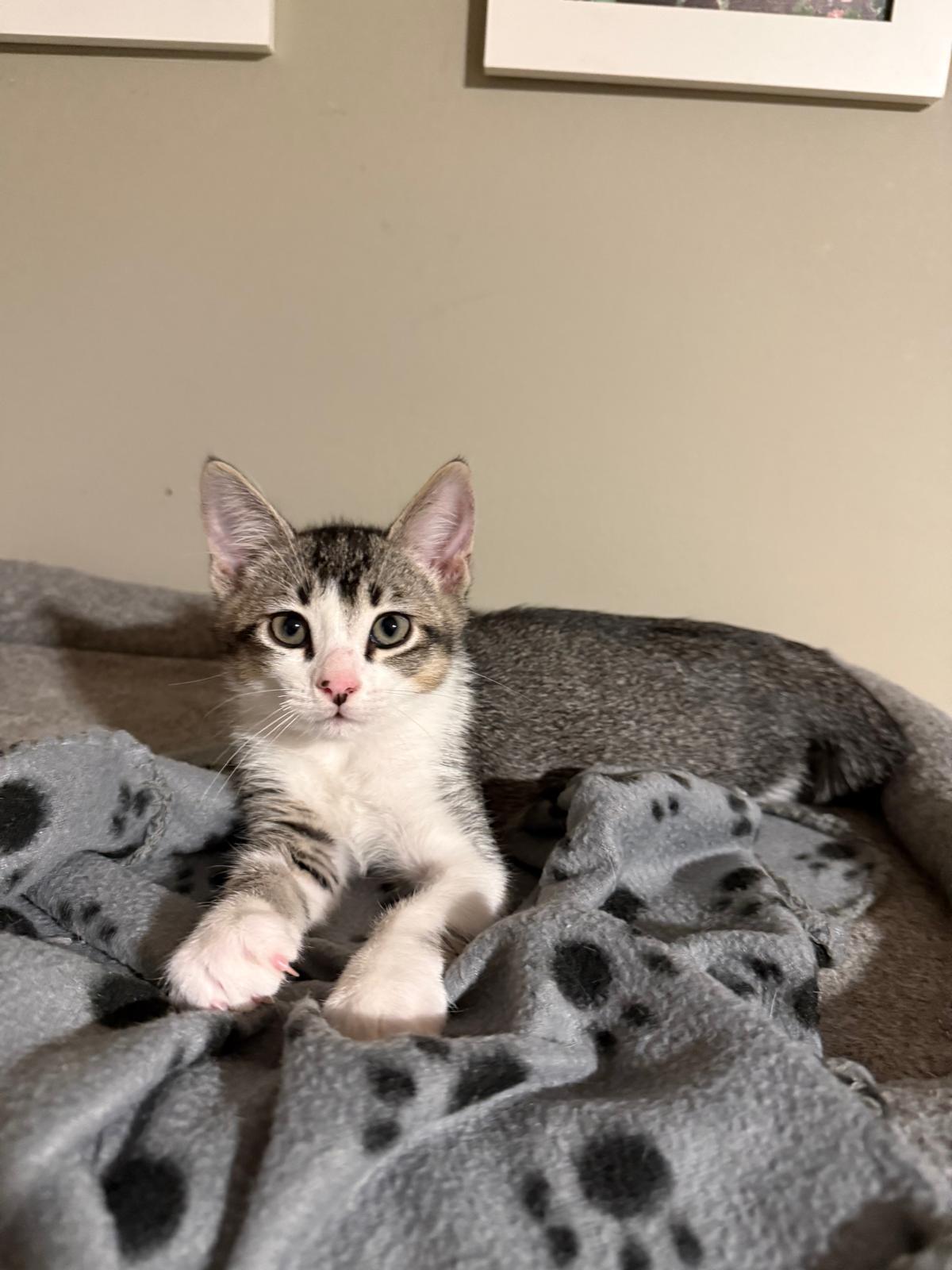 Enlarge Chaos, a Adoptable Domestic Short Hair in Sandy Springs, GA image 2/6
