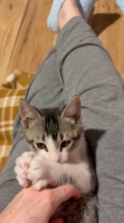 Enlarge Chaos, a Adoptable Domestic Short Hair in Sandy Springs, GA video 6/6