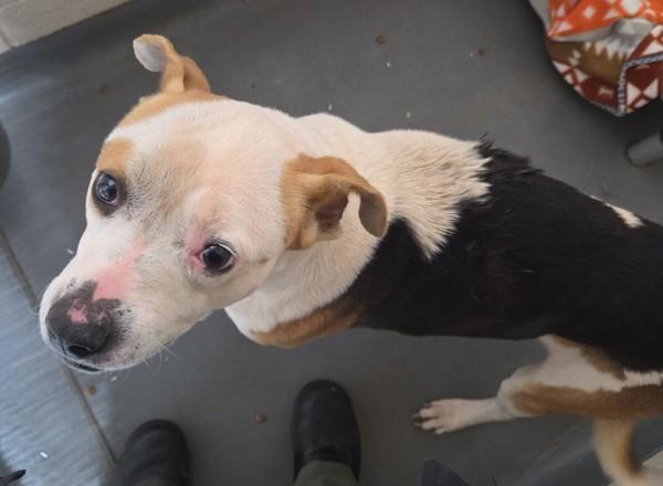 Enlarge 25-12-3648 Bella, a Adoptable mixed breed in Dallas, GA image 1/1