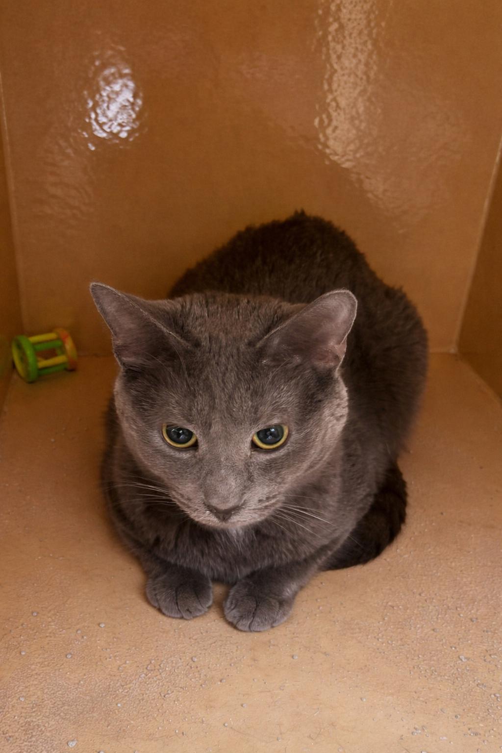 Enlarge Ebi, a ADOPTABLE Domestic Short Hair in BURNABY, BC image 1/1