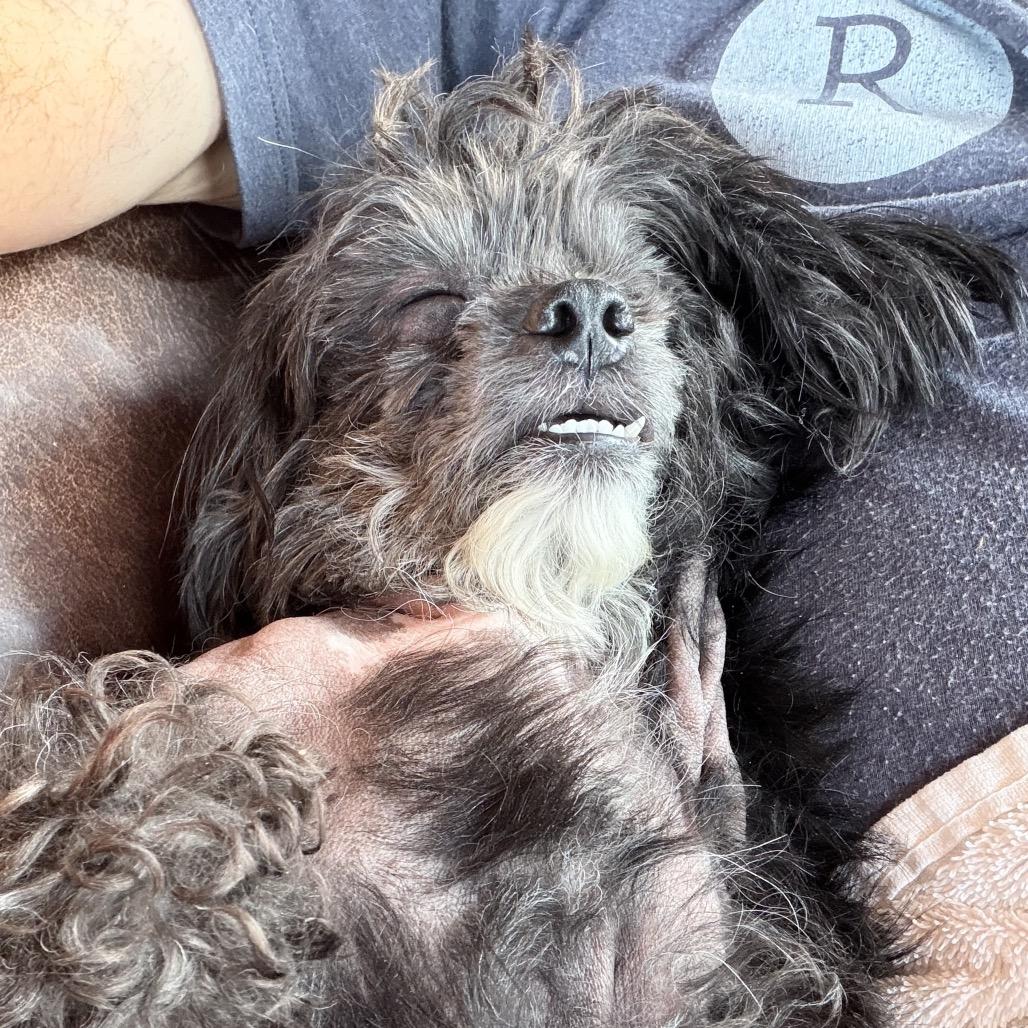 Enlarge willy, a Adoptable mixed breed in Bellingham, WA image 2/6
