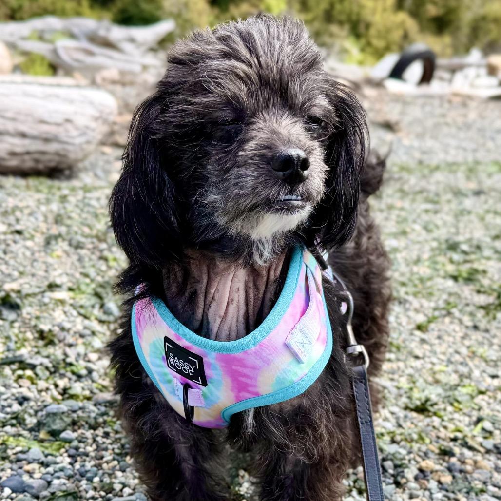 Enlarge willy, a Adoptable mixed breed in Bellingham, WA image 3/6