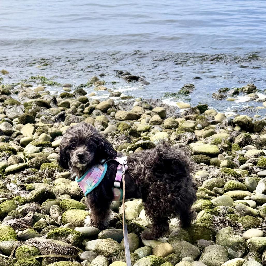 Enlarge willy, a Adoptable mixed breed in Bellingham, WA image 5/6
