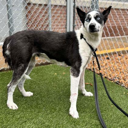 Enlarge Princess, a Adoptable mixed breed in Gastonia, NC image 1/3