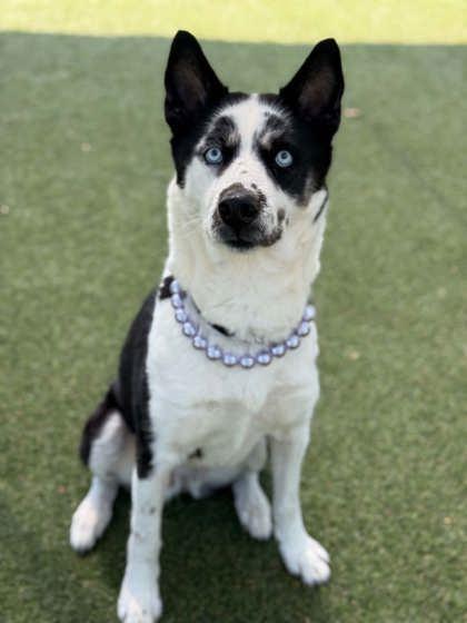 Enlarge Princess, a Adoptable mixed breed in Gastonia, NC image 2/3