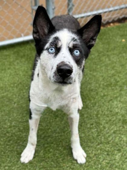 Enlarge Princess, a Adoptable mixed breed in Gastonia, NC image 3/3
