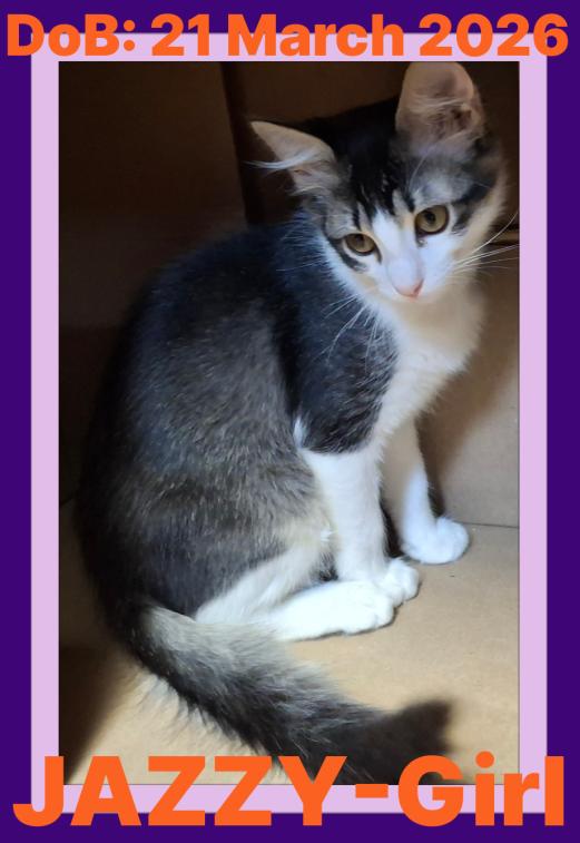 Enlarge JAZZY, a Adoptable Domestic Medium Hair in Sebec, ME image 1/3