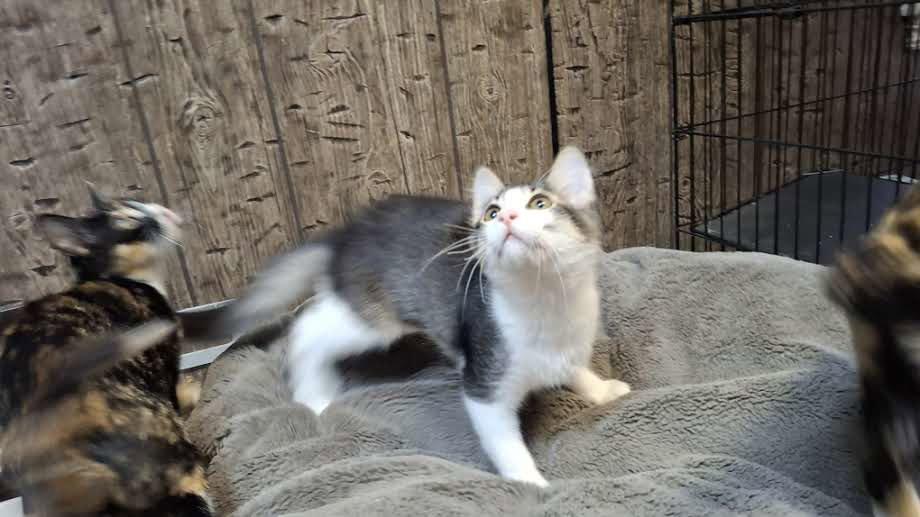 Enlarge JAZZY, a Adoptable Domestic Medium Hair in Sebec, ME image 2/3