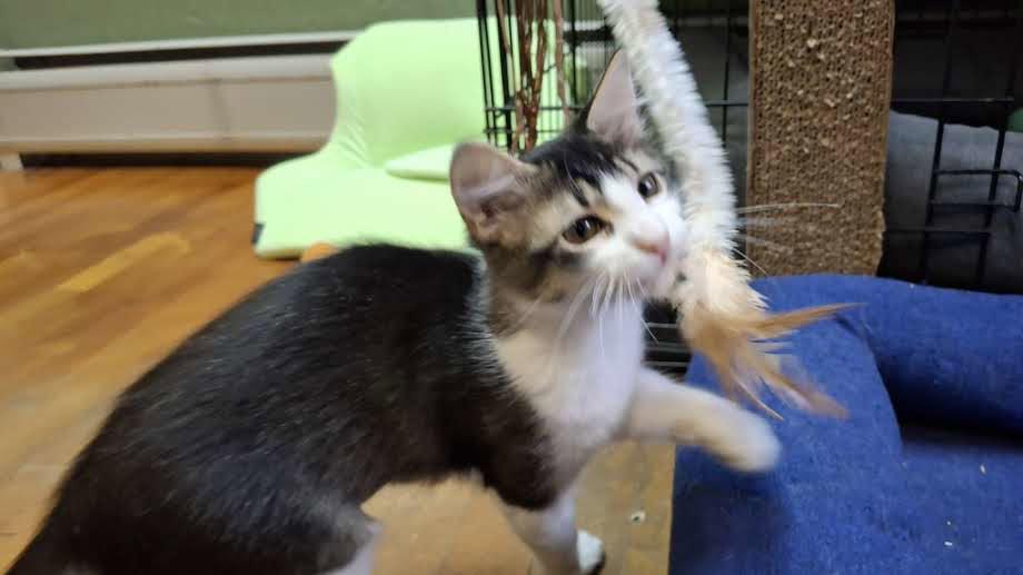 Enlarge JAZZY, a Adoptable Domestic Medium Hair in Sebec, ME image 3/3