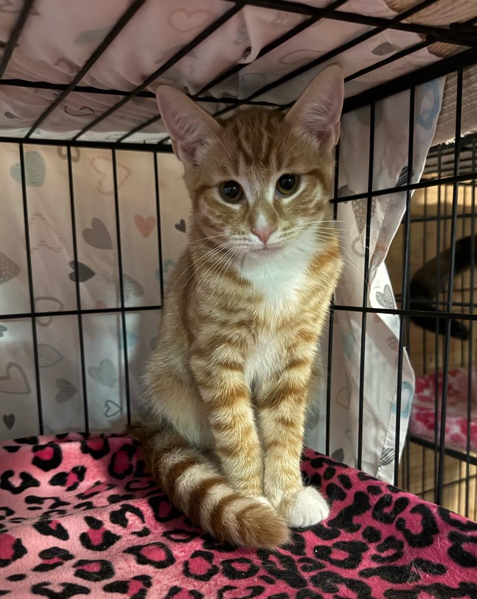Riley, Adoptable, Young Male Tabby.