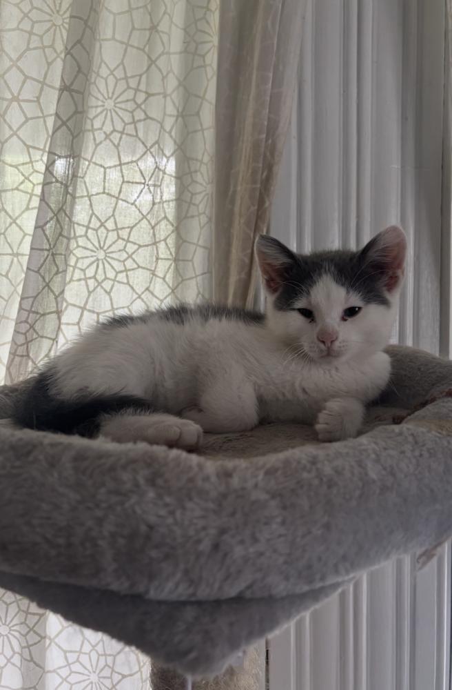 Diesel, Adoptable, Kitten Male Domestic Short Hair.