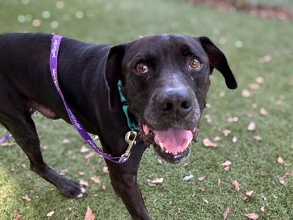 Arlo, Adoptable, Adult Male Retriever & Mixed Breed.