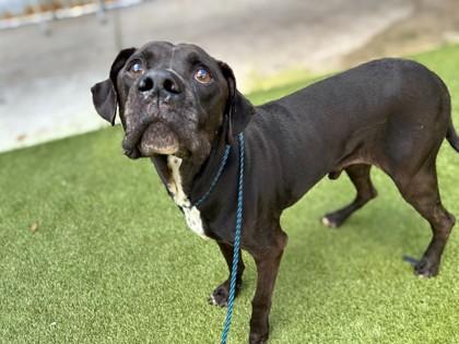 Arlo, a Adoptable mixed breed in Gainesville, FL image 2/2