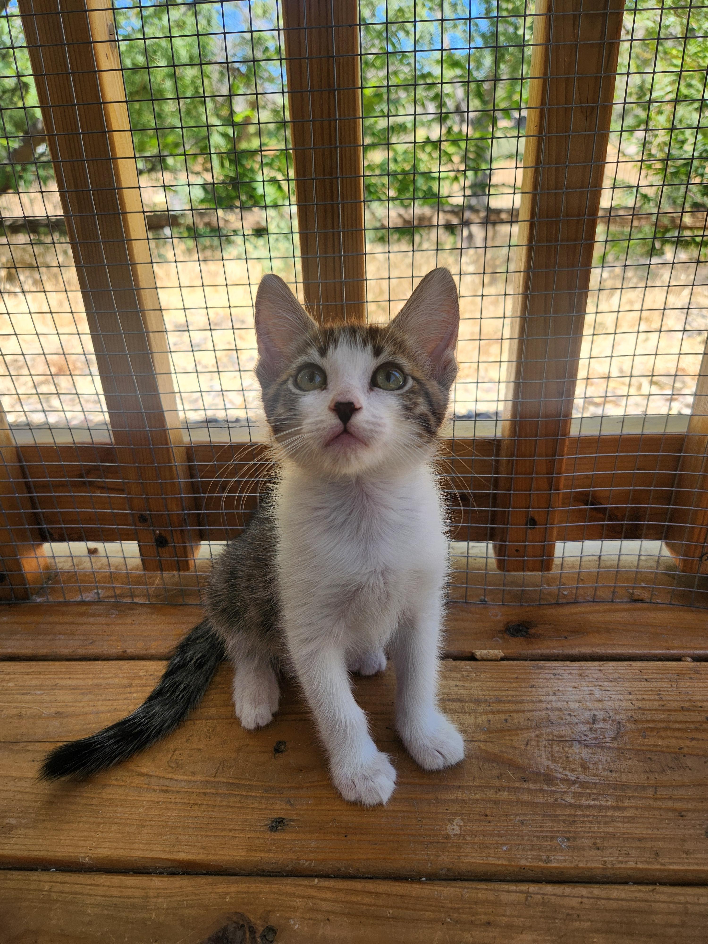 Enlarge Benedict, a Adoptable Domestic Short Hair in Yarnell, AZ image 2/2