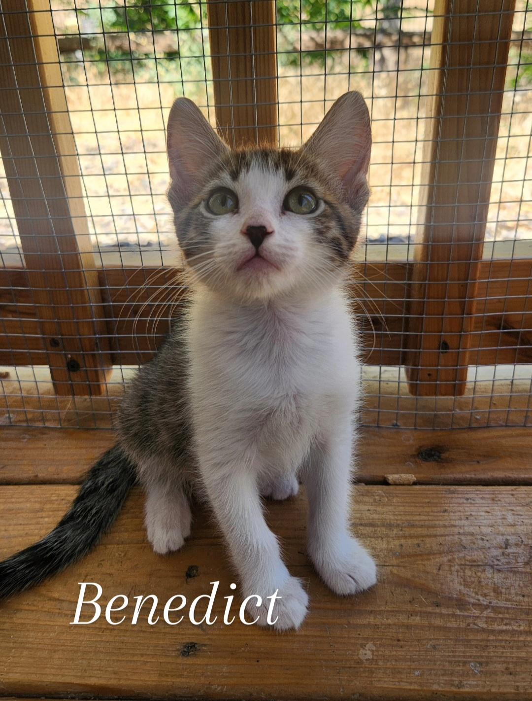 Benedict, Adoptable, Kitten Male Domestic Short Hair.