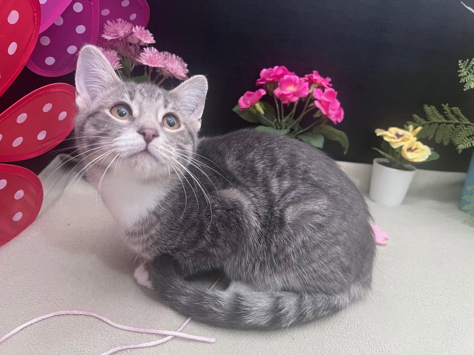 Binx, Adoptable, Kitten Male Domestic Short Hair & Tabby.