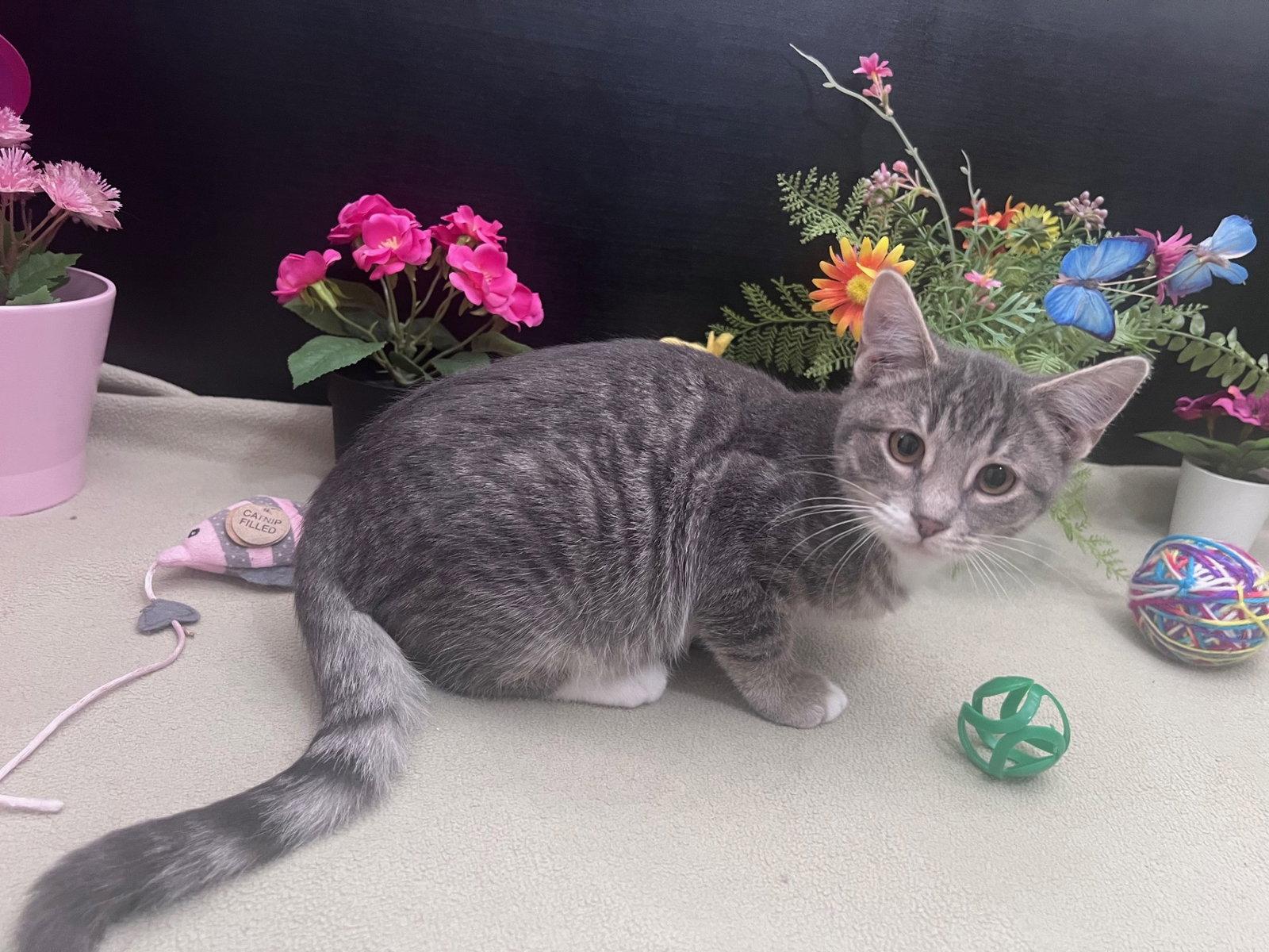 Enlarge Binx, a Adoptable mixed breed in Fayetteville, GA image 2/3