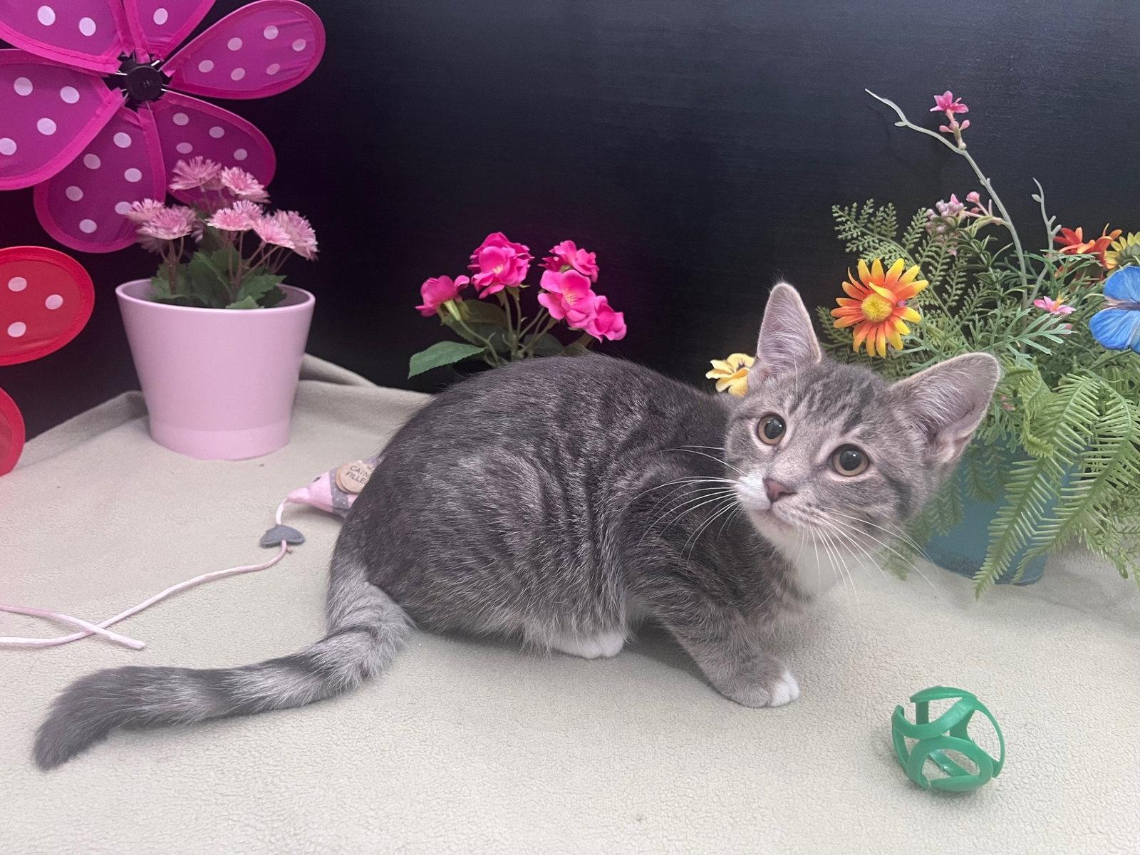 Enlarge Binx, a Adoptable mixed breed in Fayetteville, GA image 3/3