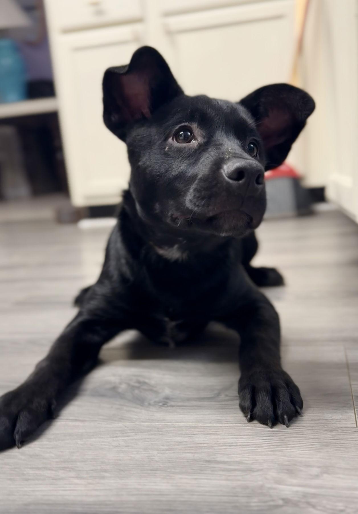 Cyrus - Dawn, Adoptable, Puppy Male Australian Cattle Dog / Blue Heeler & Labrador Retriever.
