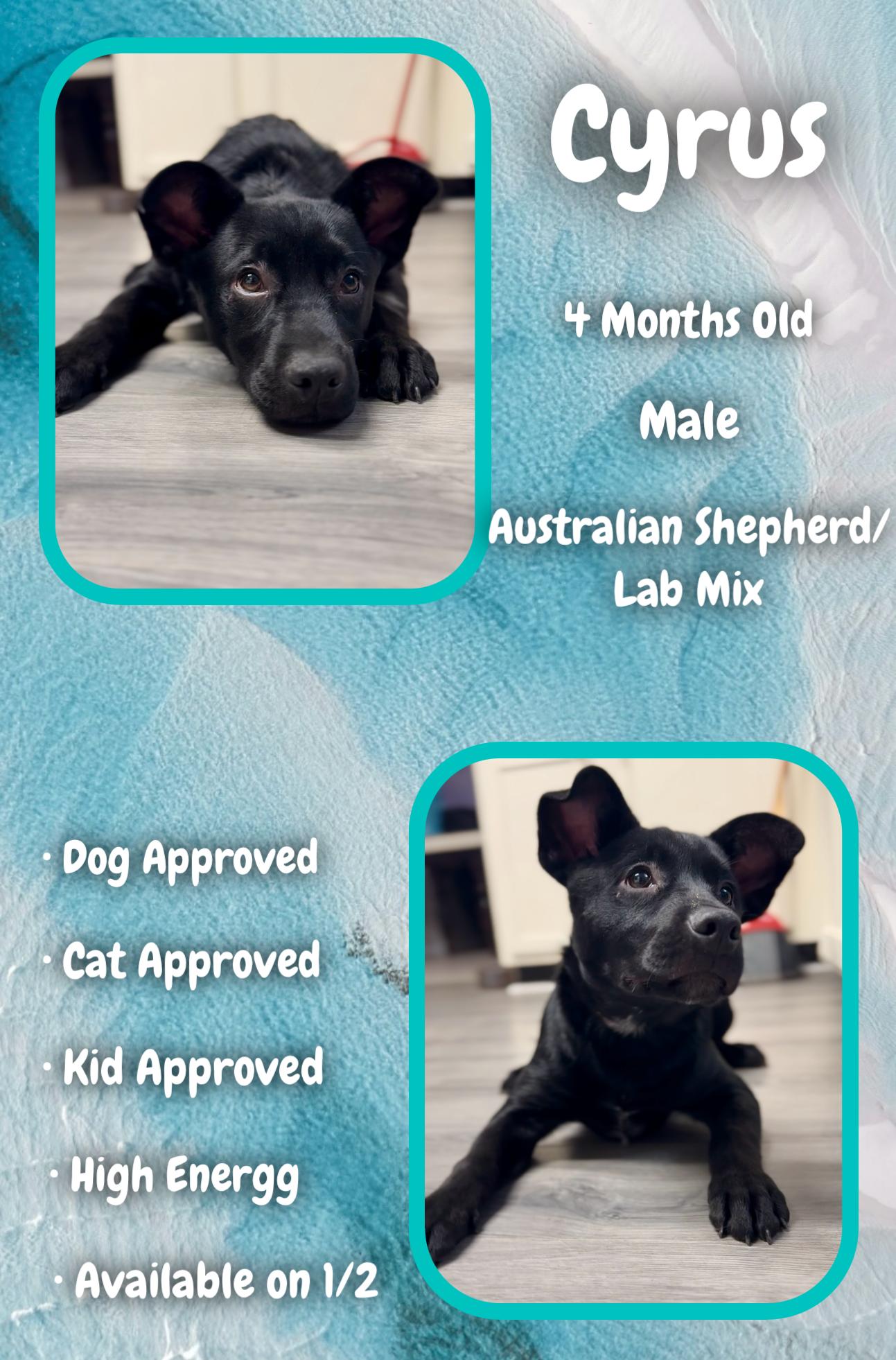 Enlarge Cyrus - Dawn, a Adoptable mixed breed in Hubert, NC image 2/2