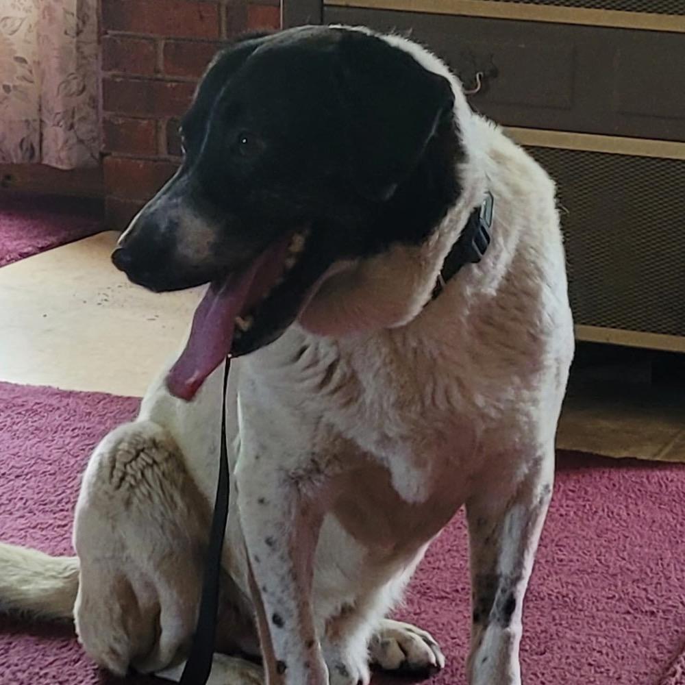 Gordy, Adoptable, Senior Male Mixed Breed.