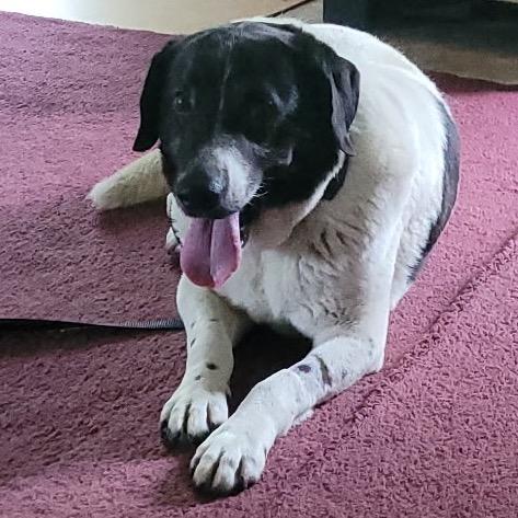 Enlarge Gordy, a Adoptable Mixed Breed in Avon, OH image 4/6