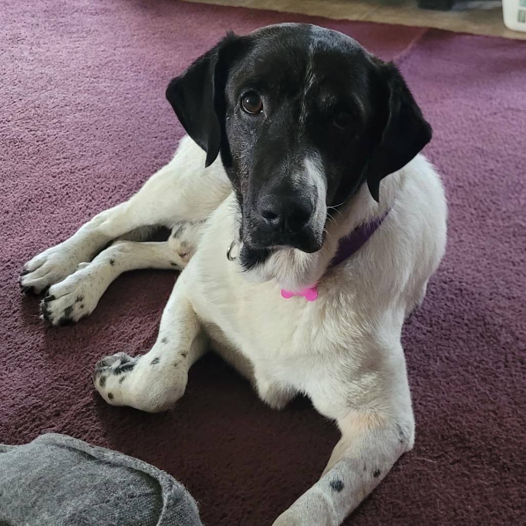 Enlarge Gordy, a Adoptable Mixed Breed in Avon, OH image 1/6